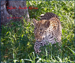 Safari-South Africa